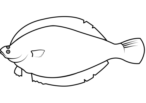 Yellowtail Flounder (Limanda Ferruginea) Coloring Page